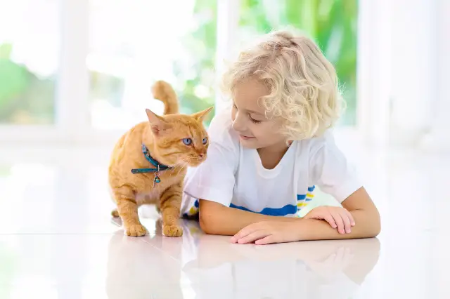 How To Stop A 4-Year-Old From Hitting The Cat?