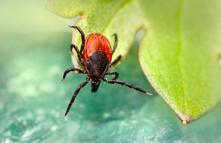 Tick Alert: What You Need to Know for Safe Summer Dining