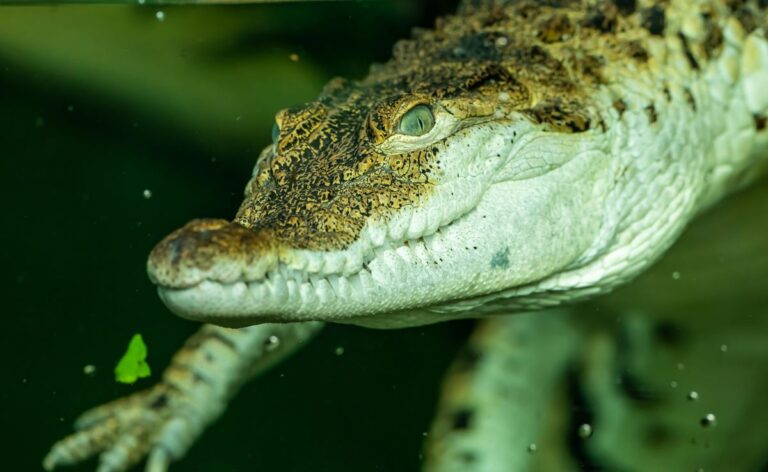 Holy Crocodile! The First Known Virgin Birth in America