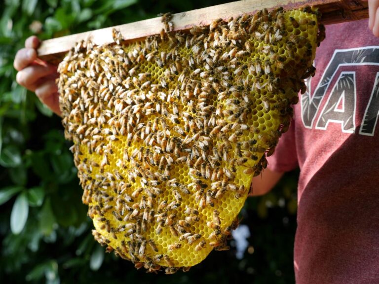 The Buzz on Urban Beekeeping: My Sweet Experience