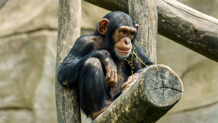 Surprise! Chimps Go through Menopause Just Like Us
