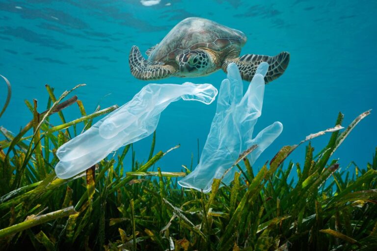 21 Devastating Consequences of Plastics in Our Oceans